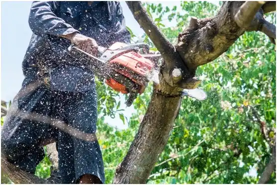 tree services Okemah